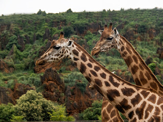 Giraffes in Cabárceno Park in Cantabria (Spain)