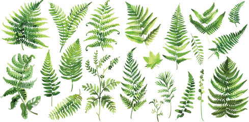 fern watercolor clipart © dian's