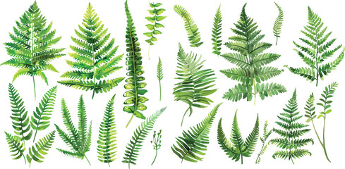 fern watercolor clipart © dian's
