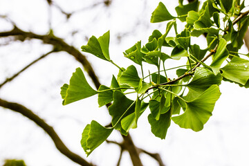 Ginkgo tree branch with fresh green leaves. Leaves on branches on light background. Nature of...