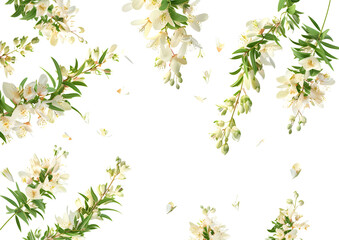 Obraz premium Delicate white flowers on a branch, highlighting the beauty of nature. Isolated on a transparent background