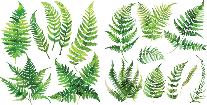 fern watercolor clipart