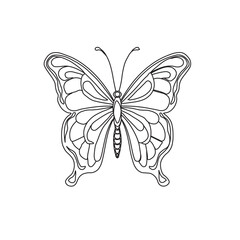 butterfly isolated on white background 