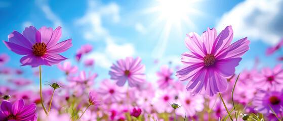 Obraz premium Beautiful field of pink flowers blooming under a bright blue sky