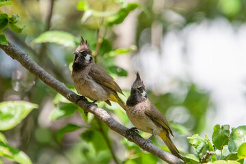 Himalayan bulbul (Pycnonotus leucogenys), or white-cheeked bulbul, in Binsar in Uttarakhand, India