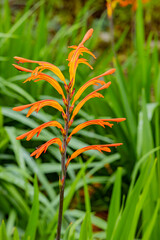 orange flower in the grass
