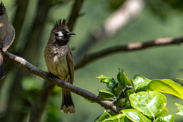 Himalayan bulbul (Pycnonotus leucogenys), or white-cheeked bulbul, in Binsar in Uttarakhand, India