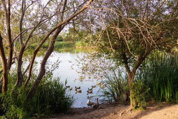 Patos en el lago