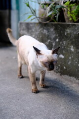 Siamese Cat with Blue Eyes on Urban Street