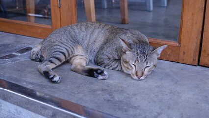 Obraz premium Tabby cat Sleeping Peacefully on the Street