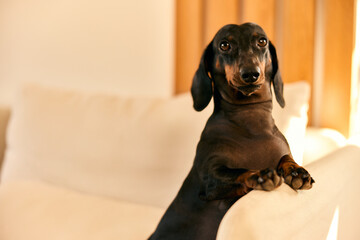 Portrait of a lovely dog, posing for the camera.