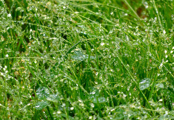 Water drops on green grass after rain