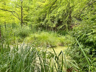 The surface of the pond covered with duckweed and lily pads.A view of a pond in the middle of the forest with green plants.