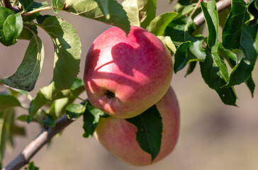 Red ripe apples on a tree in summer