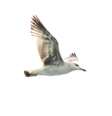 Seagull in flight isolated on a white background