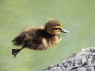 Duckling swimming