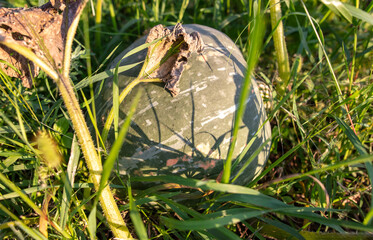 Pumpkin fruit grows in the grass in nature