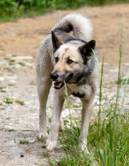 Portrait of a wild dog in the park