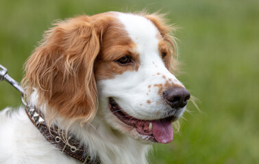 Portrait of a dog outdoors in summer