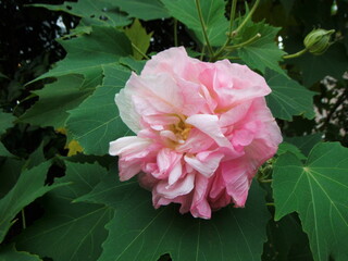 まだらなピンク色の酔芙蓉の花