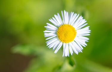 Obraz premium White daisy on a wire in summer. Macro