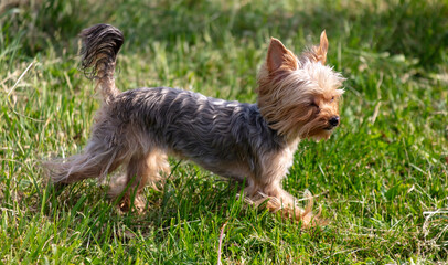 Dog in nature in summer