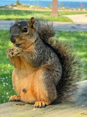 Squirrel 
