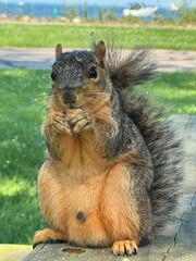 squirrel eating nut