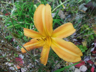 黄色いワスレグサの花