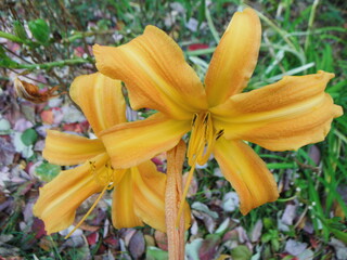 黄色いワスレグサの花