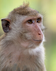 Monkey outdoors in a tropical park