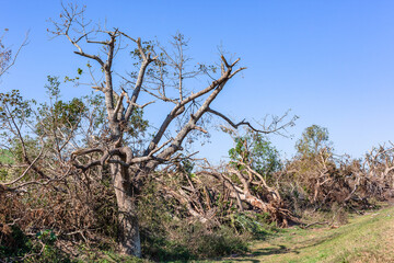 Road Trees Broken Destroyed Hurricane Cyclone Storm Weather