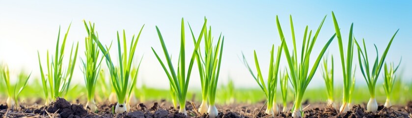 Obraz premium Close-up of young green shoots sprouting in soil against a clear blue sky, symbolizing growth, freshness, and new beginnings in nature.