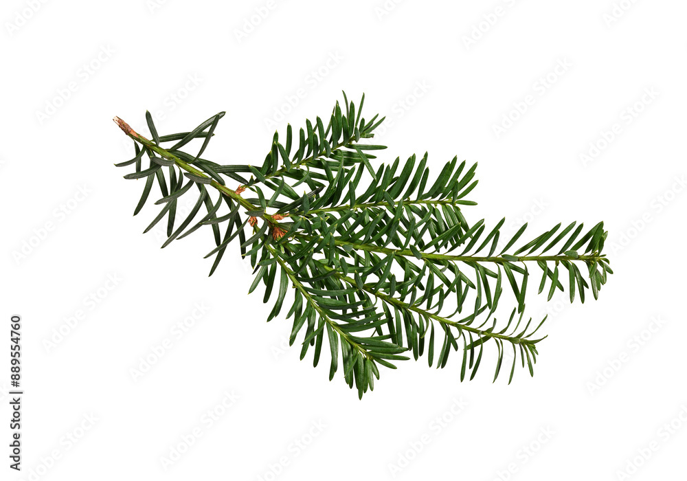 Wall mural green branch of coniferous tree (yew) isolated on white background. design element for creating holi