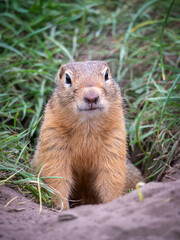 Prairie dog standing on its hind legs and looking around