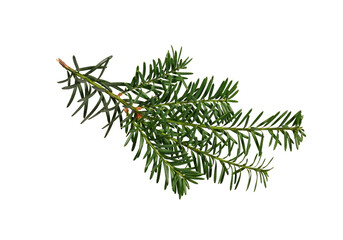 Green branch of coniferous tree (yew) isolated on white background. Design element for creating holiday compositions, collages, cards, invitations.