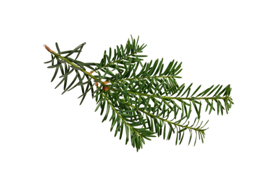 Green branch of coniferous tree (yew) isolated on white background. Design element for creating holiday compositions, collages, cards, invitations.
