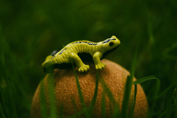 Yellow and black European fire salamander sitting on a ball on a green lawn. Amphibian in a wild nature. Cute toy in a forest. Toxic amphibians. 