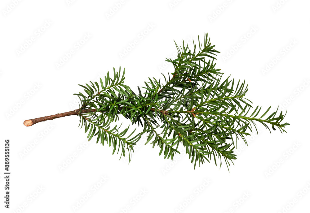 Wall mural green branch of coniferous tree (yew) isolated on white background. design element for creating holi