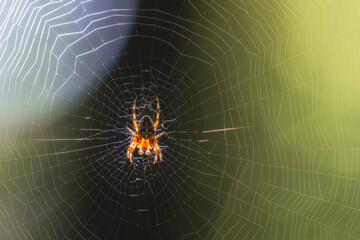 A beautiful cross spider on its round web glows in the rays of the sun.