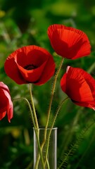 Obraz premium Red poppies in glass vase on green background