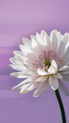 Obraz premium Lilac white eustoma with a lilac background
