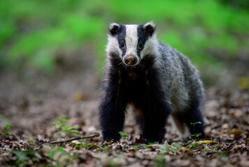 Badger close up ( Meles meles )