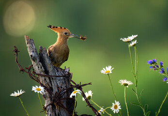 Eurasian hoopoe bird in early morning light ( Upupa epops )