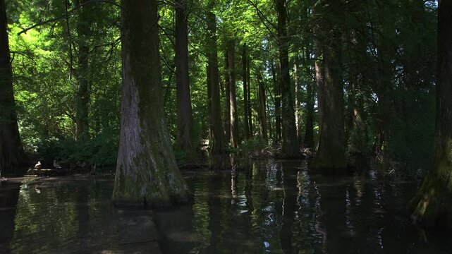  The Taxodi forest in Paratico Italy