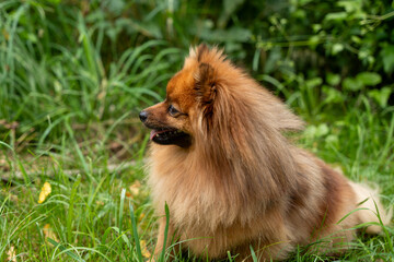 A fluffy dog with a pinkish-brown coat is sitting in the grass. The dog has a big, friendly smile on its face