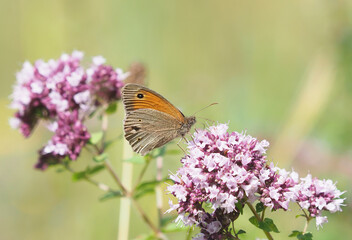 The meadow brown butterfly on a wild pink oregano flower in summer, Maniola jurtina