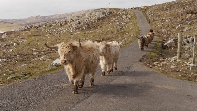 Highland Cattles on the Road to Hushinish, Isle of Harris Scotland