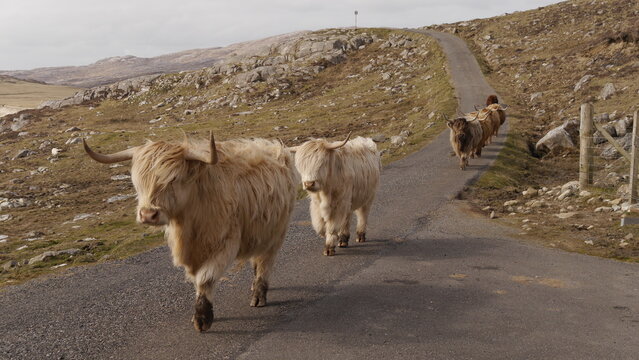 Highland Cattles on the Road to Hushinish, Isle of Harris Scotland