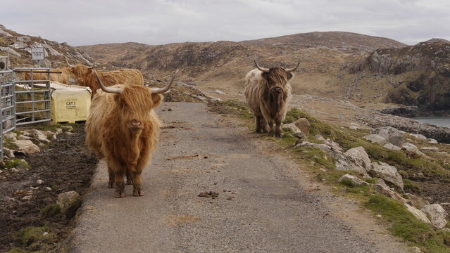 Highland Cattles on the Road to Hushinish, Isle of Harris Scotland